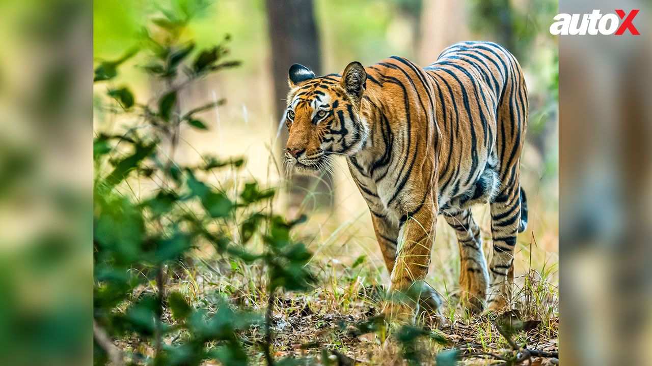 Bandhavgarh Tiger Reserve Tiger